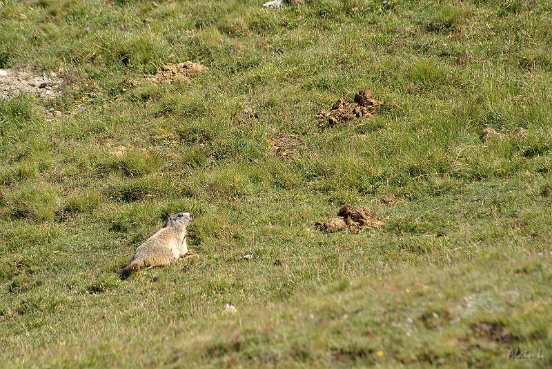 DSC03180.jpg - Grosse marmotte intriguée mais pas farouche