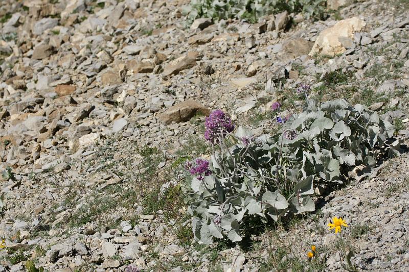 DSC00874.JPG - Au Col de la Petite Cayolle