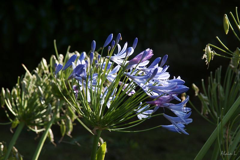 DSC01565.JPG - Des agapanthes, comme à Madère