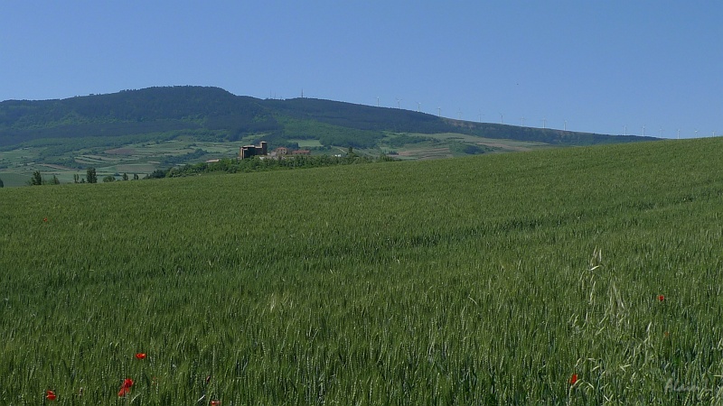 P1450018.JPG