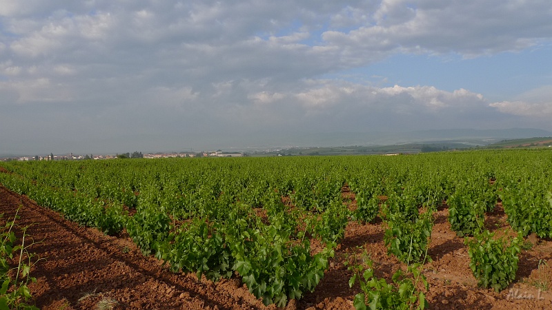 P1500003.JPG - Dernières vignes...