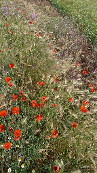 P1560008.JPG