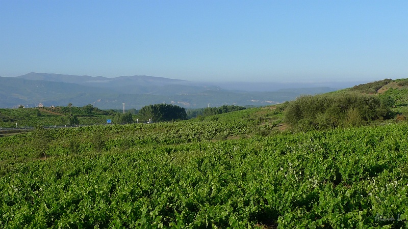 P1650009.JPG