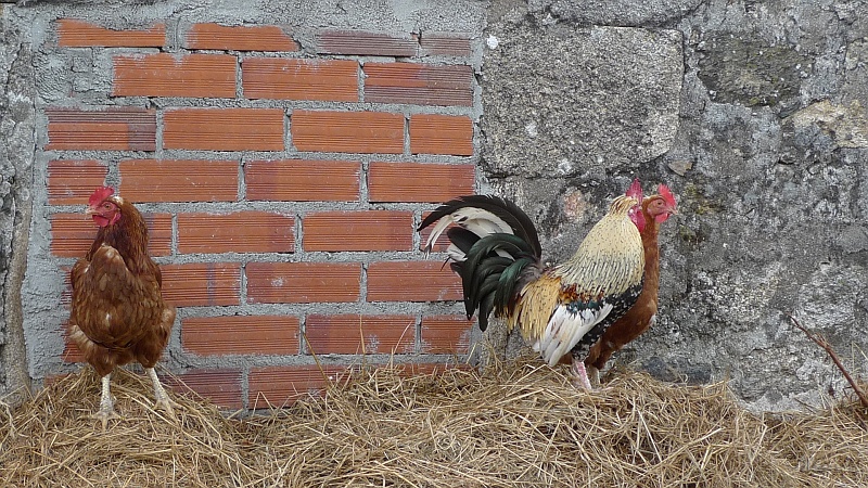 P1700022.JPG