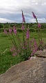 P1700010