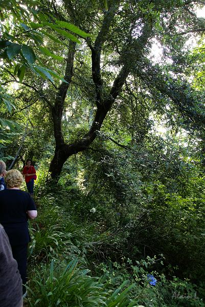 DSC04954.JPG - Cet arbre est un laurier. En 1419, quand Zarco découvrit l'île, des forêts entières de lauriers la recouvraient. Aujourd'hui, ce qu'il en reste est classé par l'UNESCO.