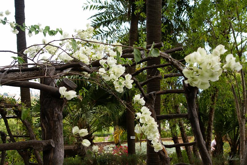 DSC04974.JPG - Bougainvillier blanc