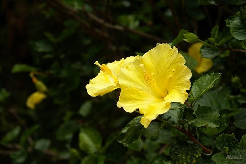 DSC04978.JPG
