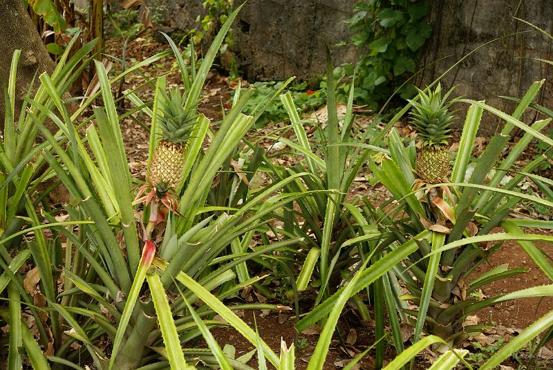 DSC05007.JPG - Des ananas