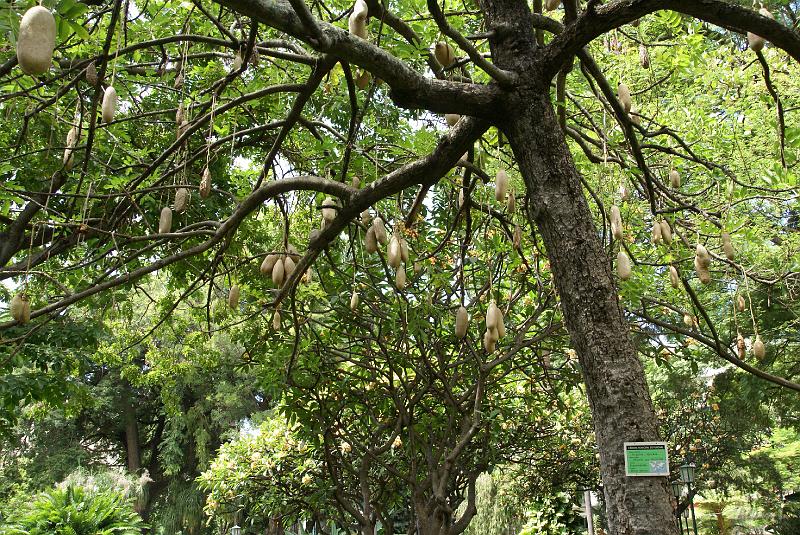 DSC04439.JPG - L'arbre aux saucisses