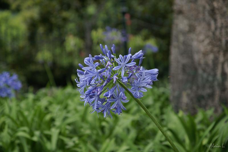 DSC04468.JPG - Une agapanthe bleue