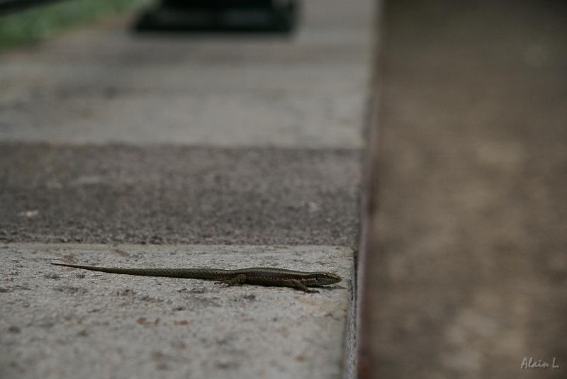 DSC04480.JPG - Les lézards sont nombreux à Madère