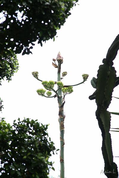 DSC04517.JPG - Au centre, la fleur d'une plante grasse (voir photo suivante)