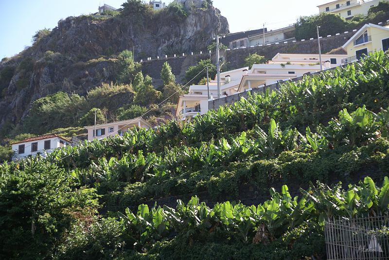 DSC04559.JPG - Les terrasses de bananiers