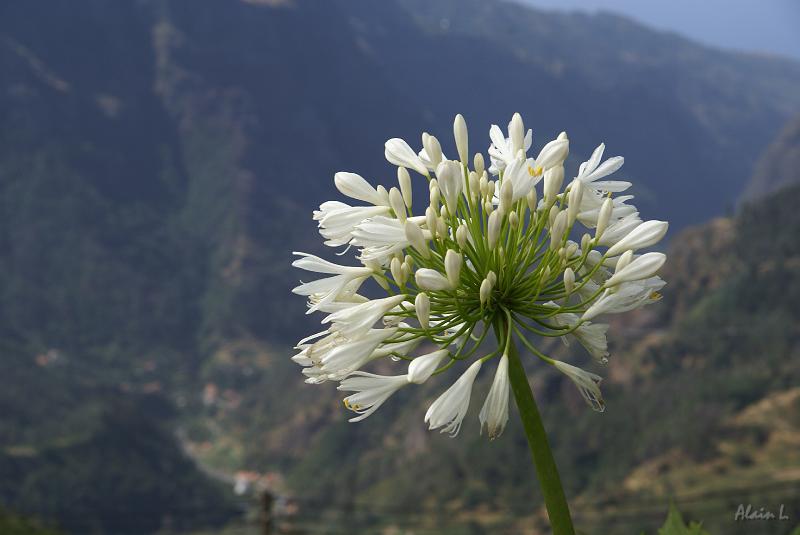 DSC04563.JPG - Une agapanthe blanche