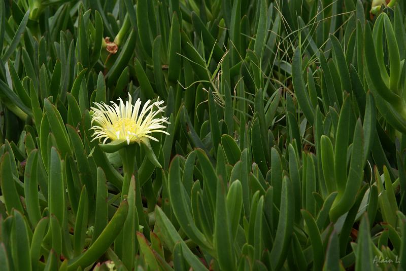 DSC04581.JPG - Nous ne savions pas que cette plante faisait des fleurs