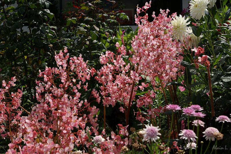 DSC04768.JPG - Toujours des plantes magnifiques, parfois énormes.