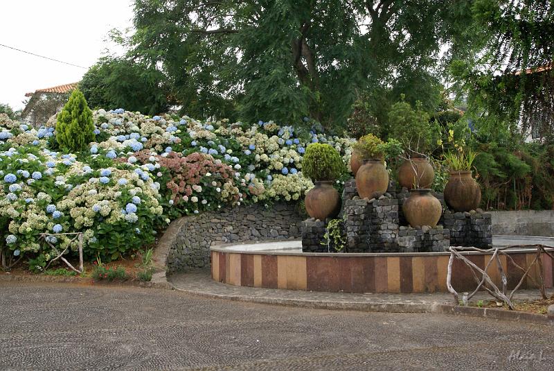 DSC04773.JPG - Les hortensias se portent à merveille sous ces climats.