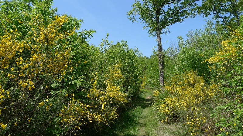 P1250017.JPG - Le Chemin...