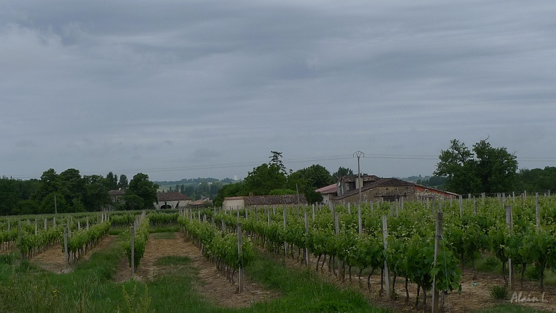 P1320004.JPG - Vignobles